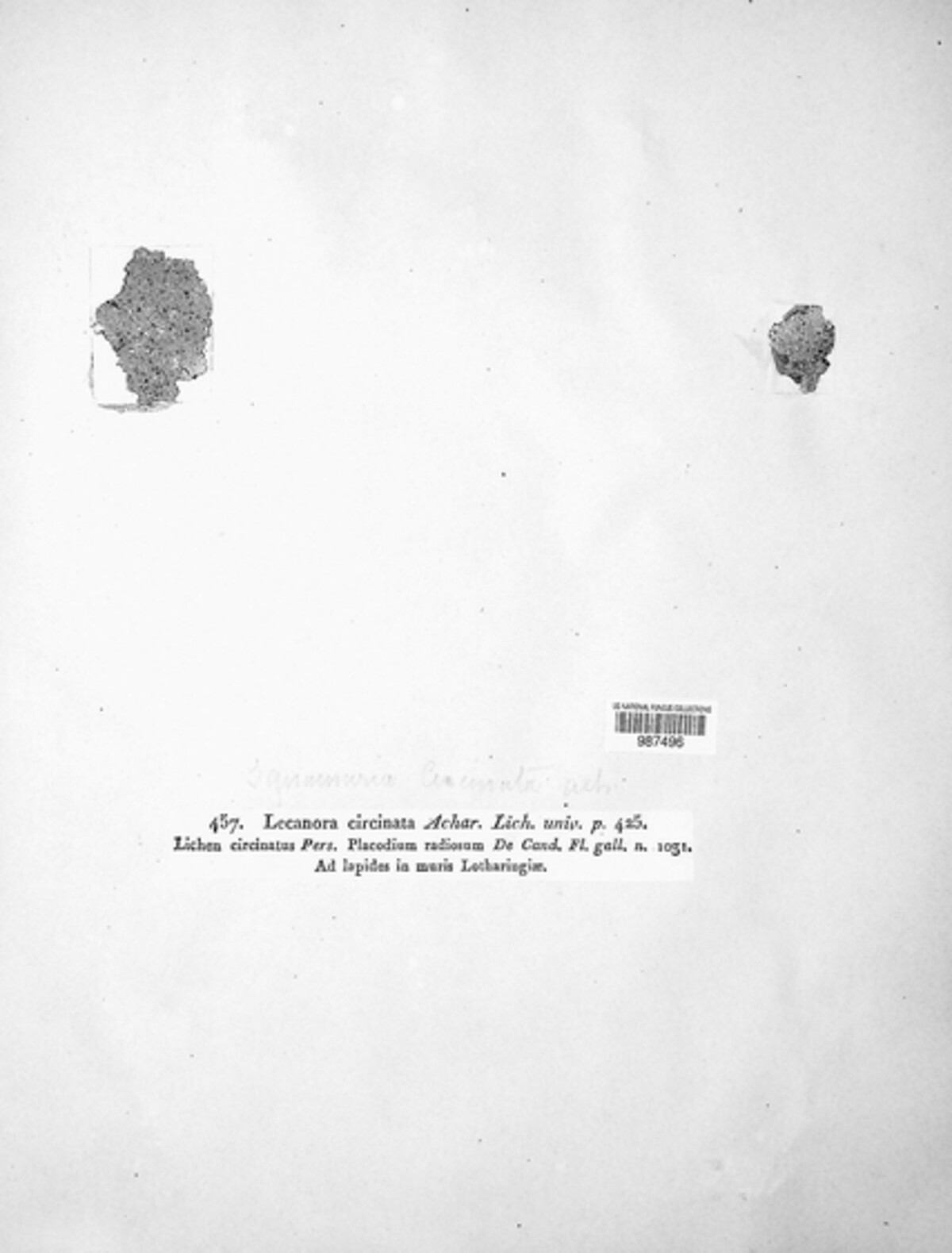 Lobothallia radiosa image